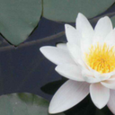 theofficialblogof avatar