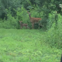 theolegreywolf avatar