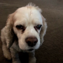 theonenightowl avatar