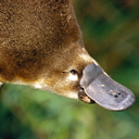 theoneplatypus avatar