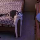 theonewhoisginger avatar