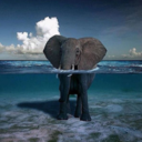 theonewiththeelephantgoddes-blog avatar