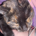 theonewiththefrogs avatar