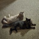 theophrastus-and-solemnity avatar