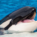 theorcasvoice avatar