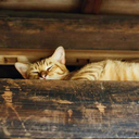 theordinarytype avatar