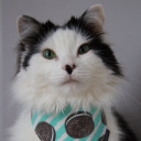 theoreocat avatar