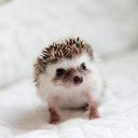 theoriginalandy avatar