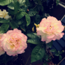 theoriginalfandomrunner avatar