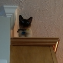 theothercomet avatar