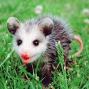 theotherpieceoftrash avatar