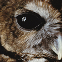 theowlsstory-blog avatar