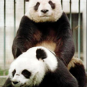 thepandakills avatar