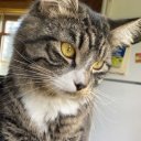 thepandaqueen avatar