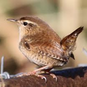 thepathofthewren avatar