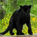 thepeachpanther1 avatar