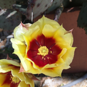 theperceiverofchange avatar