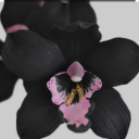 theperfectprey avatar