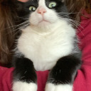 theperfectresponse avatar