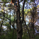 theperspectivenatural avatar