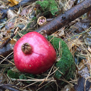 thephantomhunter avatar