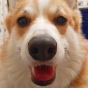 thephoebsterscorner avatar