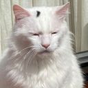 thepigeongrrrl avatar