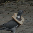 thepigeonking25 avatar