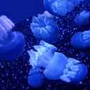 thepineconelord avatar