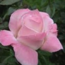 thepinkallure avatar