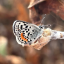 theplanthropologist avatar