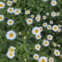 theplatinumtri0 avatar