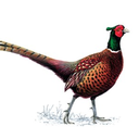 thepleasantpheasant avatar