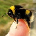 theplumpbumblebee avatar