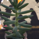 theplumpsucculent avatar