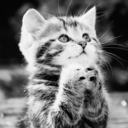 thepolykitten2 avatar