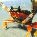 thepordigycarb avatar