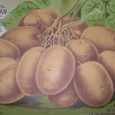 thepotatomuseum avatar