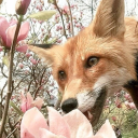 theprincessofhearts avatar