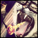 theprincessyouneversaved avatar