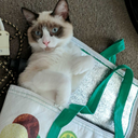 thepuddleduck avatar