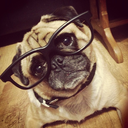 thepuglifeofsabian avatar