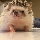 thepunchline710 avatar