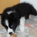 thepuppymastermind avatar