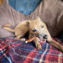 thepurpleether avatar