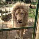 therabbitpit-blog avatar