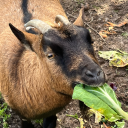 therainbowexpress avatar