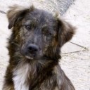 theramblingsofalostmutt avatar