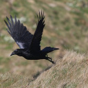 theravenflies avatar