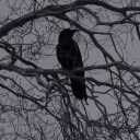 theravensbook avatar